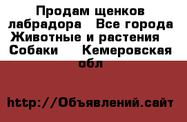 Продам щенков лабрадора - Все города Животные и растения » Собаки   . Кемеровская обл.